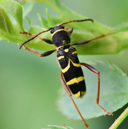 Clytus arietis